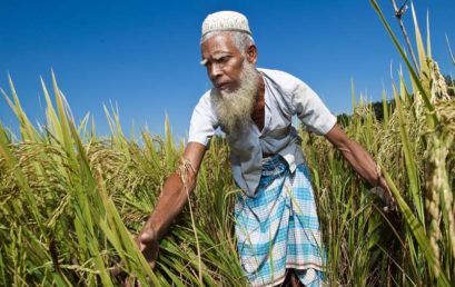 Rice price formation in Bangladesh: an investigation.