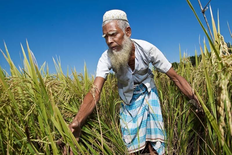 Rice price formation in Bangladesh: an investigation.